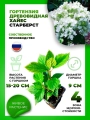 Гортензия древовидная Хайес Старберст