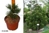 Сосна Гельдрейха Компакт Джем (Pinus heldreichii Compact Gem) С5