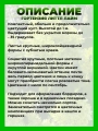 Гортензия метельчатая Литтл Лайм