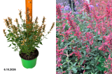 Агастахе (Лофант) Кудос Корал (Agastache hybrida Kudos Coral) С2