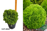 Туя западная Даника (Thuja occidentalis Danica) С10