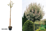 Клен ясенелистный Фламинго (штамб 140 см) (Acer negundo Flamingo) С15