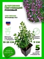 Дубровник светлеющий