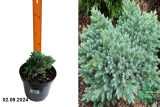 Можжевельник чешуйчатый Блю Стар (Juniperus squamata Blue Star) С3 аг