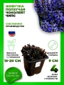 Живучка ползучая Чоколейт Чипс