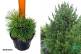 Сосна кедровая (Pinus sibirica) С3 х