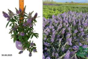 лавендер попелон буддлея