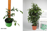 Фикус Бенджамина микс С1,5
