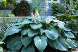 Хоста гибридная Биг Дэдди (Hosta hybrid Big Daddy)