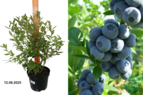 бриджита блю