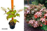 Гортензия дуболистная Сайкс Дварф (Hydrangea quercifolia Sikes Dwarf) С3 лс