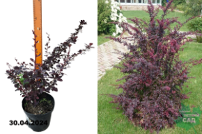 Барбарис оттавский Суперба (Berberis ottawensis Superba) С3