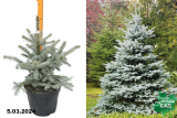 Ель колючая Фат Альберт (Picea pungens Fat Albert) С10