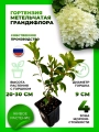 Гортензия метельчатая Грандифлора