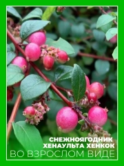 Снежноягодник Хенаульта Хенкок