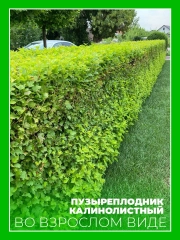 Пузыреплодник калинолистный