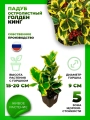 Падуб остролистный Голден Кинг