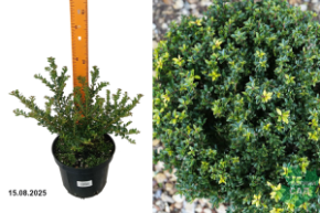 падуб глори джем