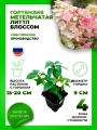 Гортензия метельчатая Литтл Блоссом