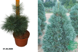 Сосна гибкая Вандервульф Пирамид (Pinus flexilis Vanderwolfs Pyramid) С5