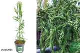 Криптомерия японская Расен (Cryptomeria japonica Rasen) С10