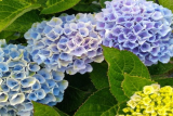 Гортензия крупнолистная Мэджикал Революшн (Hydrangea macrophylla Magical Revolution) С3 лс