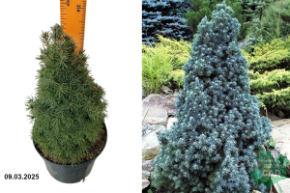 Рicea glauca Sanders Blue