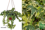 Хедера (Плющ) (Hedera helix) С3