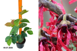Гамамелис промежуточный Диана (Hamamelis intermedia Diane) С3