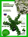 Спирея ниппонская Сноумаунд