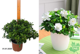 Гардения жасминовидная (Gardenia Jasminoides) Р19