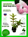 Гортензия метельчатая Пинк энд Роуз