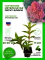 Гортензия метельчатая Петит Флори