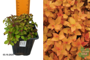 зен спирит карамель