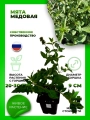 Мята Медовая