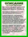 Гортензия метельчатая Ред Вельвет
