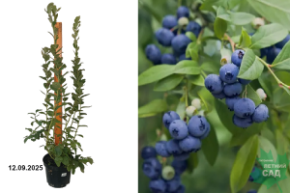 голубика аврора