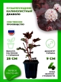 Пузыреплодник калинолистный Диаболо