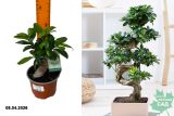 Фикус микрокарпа Жень Шень (Ficus microcarpa Ginseng) Р12