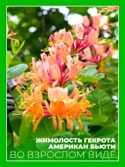 Жимолость Гекрота Американ Бьюти
