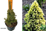 Ель канадская Дэйзи Вайт (Picea glauca Daisys White) С2,5