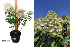 милк энд хани