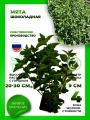 Мята Шоколадная