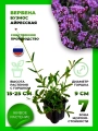 Вербена бонарская (буэнос-айресская)