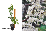 Багрянник (Церцис) канадский Ванилла Твист (Cercis canadensis Vanilla Twist) С7,5