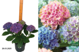 Гортензия крупнолистная микс (Hydrangea Macrophylla mix) С5К