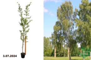 Береза повислая С5