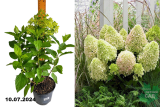 Гортензия метельчатая Литтл Фрайз (Hydrangea paniculata Little Fraise)  C3
