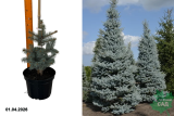 Ель колючая Эдит (Picea pungens Edith) С5
