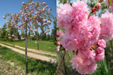 Prunus serrulata Kiku-shidare Zakura